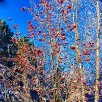 Январь...Зимняя рябина на лесной опушке! :: Владимир 