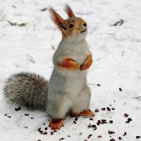 А еще орешки есть? :: Галина Нестратова