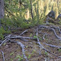 Корни. :: ВикТор Быстров