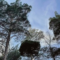 Зимой в лесу :: Георгиевич Зимой в лесу :: Георгиевич