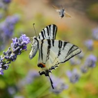 Ах, лето... :: Надежда Куркина 