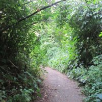 лесная тропа :: Елена Шаламова