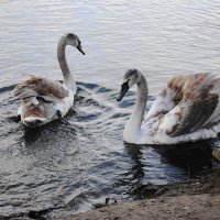 Лебединая молодежь :: Рита Симонова