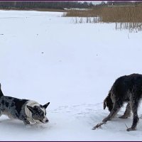 Встреча друзей. :: Ольга Довженко