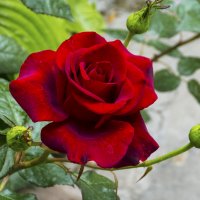 Бархатная  роза :: Валентин Семчишин