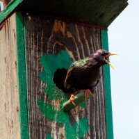 Скандальный постоялец. :: nadyasilyuk Вознюк