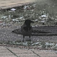 Серая ворона :: Giant Tao /