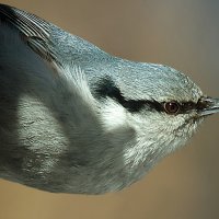 Обыкновенный поползень :: Андрей Пристяжнюк