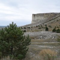 Природа Крыма :: Amazing Cosmea