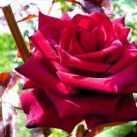 Роза :: Наталья 