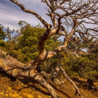 Богомол. :: Сергей Воротников