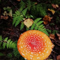 *** :: Зоя Мишина