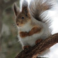 Кто пришел? :: ZNatasha -