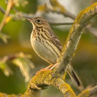 Дрозд :: Екатерина Счасная