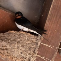 ласточка :: Екатерина Счасная