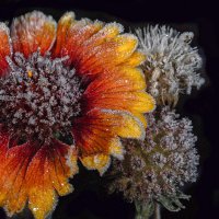 Одеты в тоненький узор :: Римма Волченко