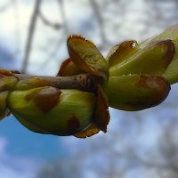 ***почки каштана*** :: Olga Oskolkova