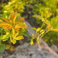 ***побеги каштана*** :: Olga Oskolkova