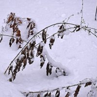 В парке. :: Валентина  Нефёдова 