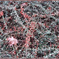 Кизильник :: Veera V