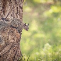 Гуаякильская белка (Sciurus stramineus). :: Svetlana Galvez