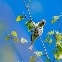 Пеночка. Тепло майского дня. :: Владимир Лазарев Пеночка. Тепло майского дня. :: Владимир Лазарев