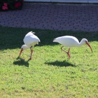 Флорида. Будни :: Yury 