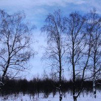 Грустные берёзки :: Людмила Смородинская