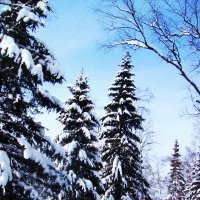 .Нарядные ёлочки :: Людмила Смородинская