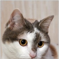 Пася :: Владимир Попов