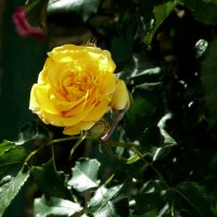 Жёлтая  роза :: Валентин Семчишин