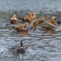 догонялки. :: юрий макаров