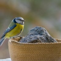 Лазоревка. :: Sergey (Apg)