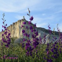 Природа Крыма :: Amazing Cosmea