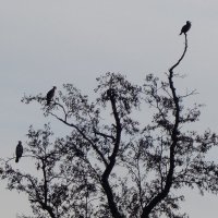 Бакланы в городском парке :: Рита Симонова