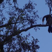 Бакланы в городском парке :: Рита Симонова Бакланы в городском парке :: Рита Симонова