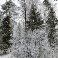 три сосны :: Владимир три сосны :: Владимир