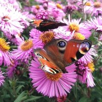 "цветы" на цветах... :: Александр Герасенков