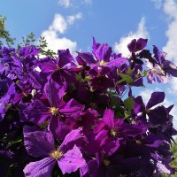 *** :: Зоя Мишина