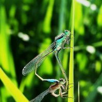 -------------- :: igor G.