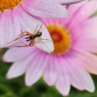 ------------- :: igor G.