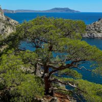 Море,скалы,сосны. :: Сергей Воротников