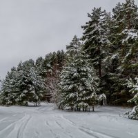 Зимнее утро :: Андрей Дворников