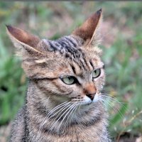 ... :: Светлана Ищенко