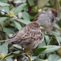 Воробьи возле библиотеки им.Ленина :: Lersa 