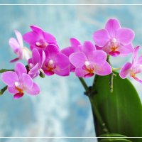 Моя коллекция орхидей :: Irene Irene