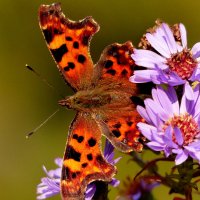 опять про бабочек...244 :: Александр Прокудин