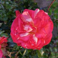 Роза :: Сапсан 