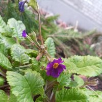 Примула :: Сапсан 