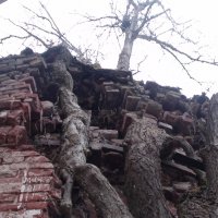 проросшее дерево :: fogmeadowww m